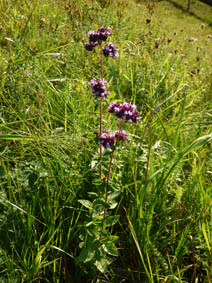 Origanum vulgare